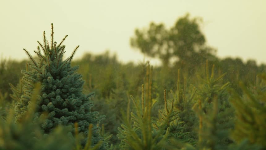 A tree with a thick trunk hovers above smaller fir trees in a forest