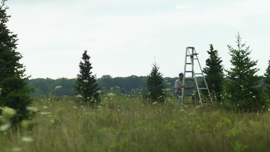 A woman carries a large ladder in a field to a tree and then walks up the ladder