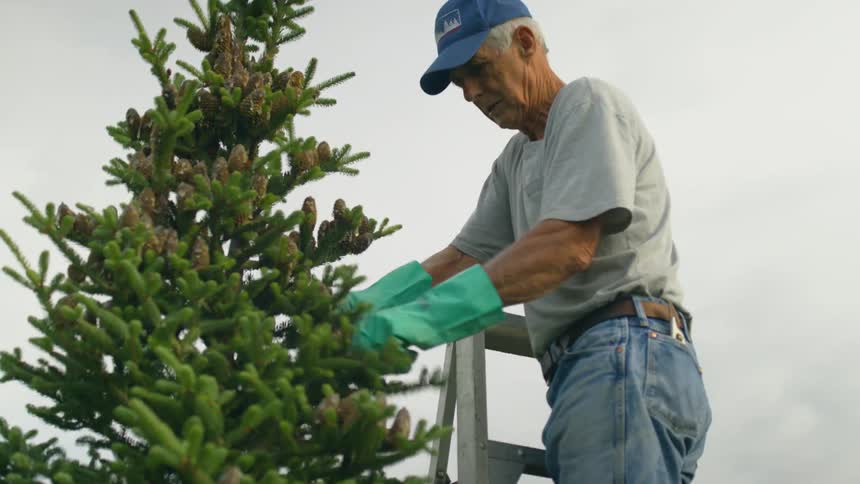 A man with gloves and a hat climbing up a ladder and removing pinecones from a tree with the sky and clouds in the background