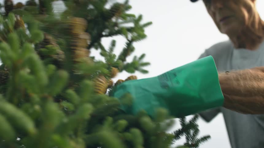 Man wearing gloves removes pine cones from christmas tree