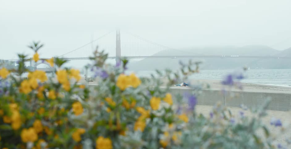 A beach with sand with flowers in the foreground with a bridge the sky and clouds in the background