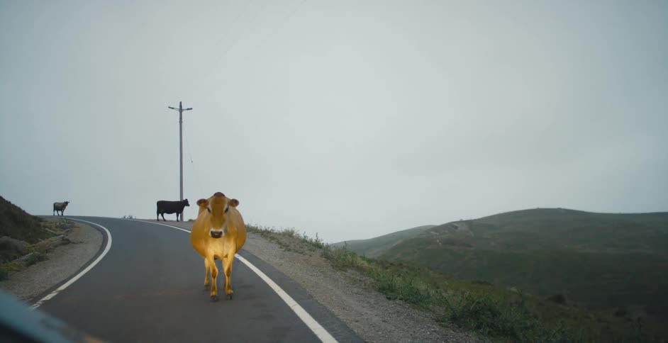 A cow standing in front of a car on the road