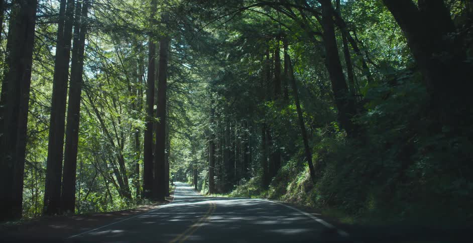 Trees lining the sides of a road cast shadows onto the pavement below