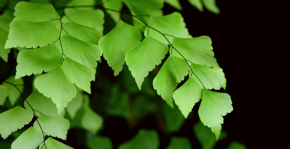 Close up of leaves on a plant