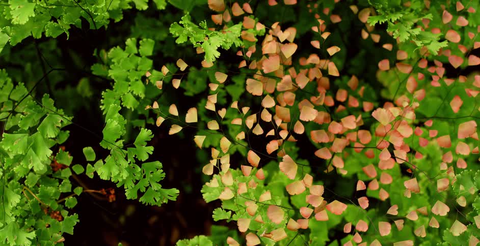 Plants with branches and leaves