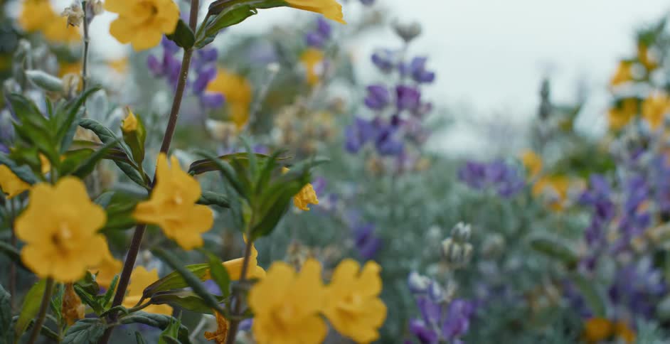 Flowers are blooming in a grassland area
