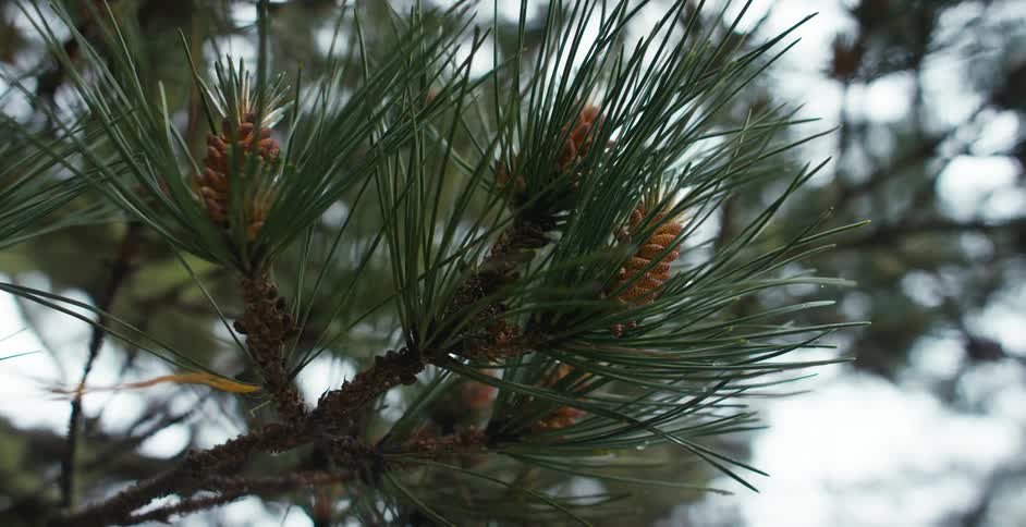 Pine cones on a pine tree