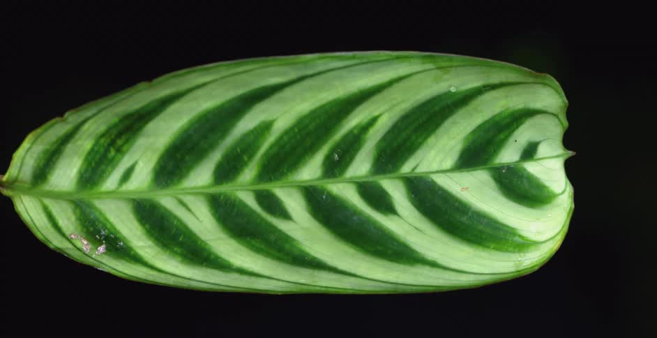 Bright green single leaf from a plant waving in front of a black background