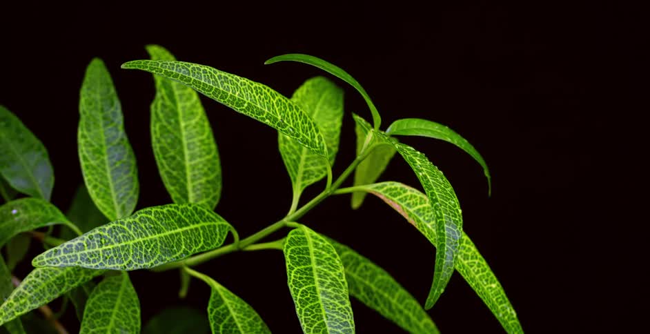 Close up of leaves on a plant