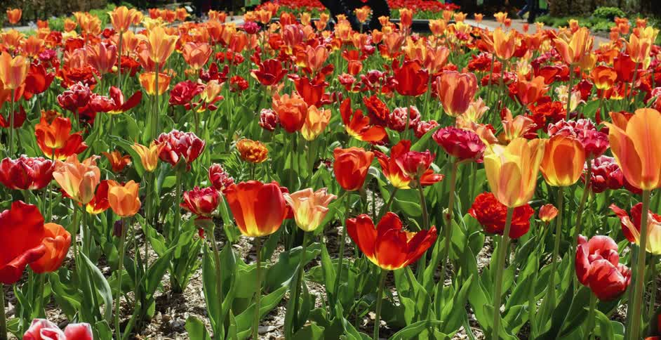 The field is full of flowers