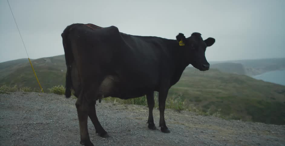 A cow stands on a dirt road at the edge overlooking water below