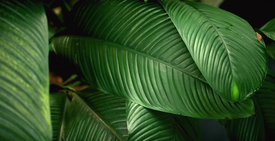 Green leaves on a plant slightly swaying in the breeze