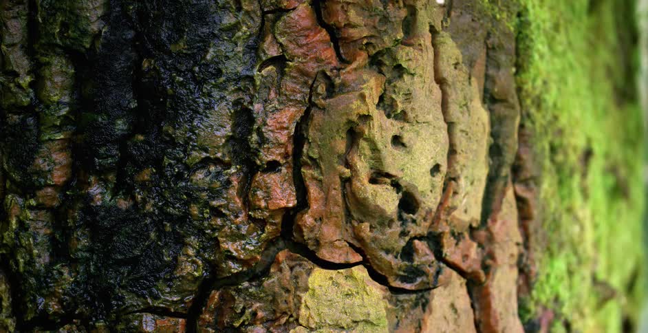 A close up of a tree