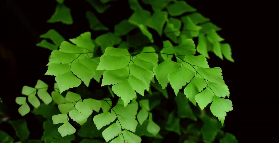 Verdant green of serrated leaves contrasts with black of shadows