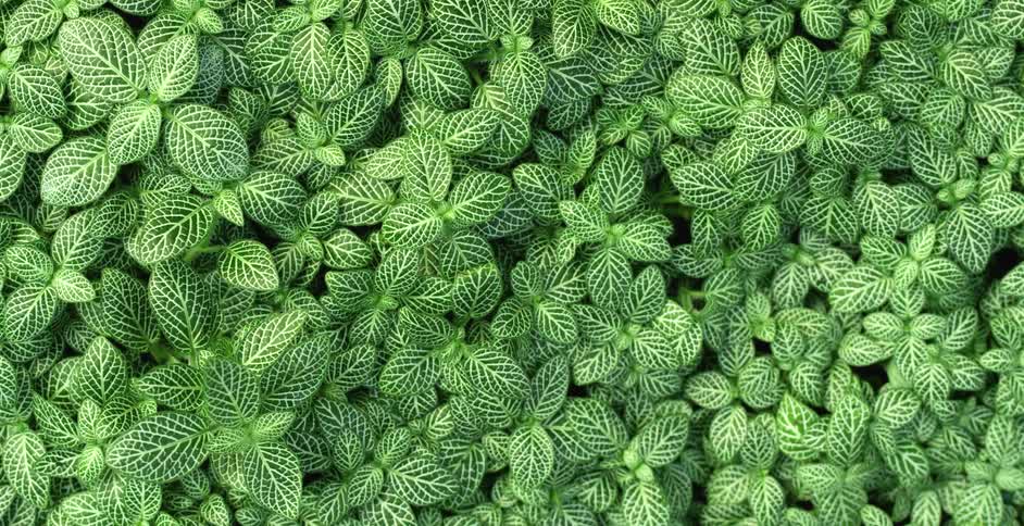 Numerous plants with healthy green leafs are crowded together