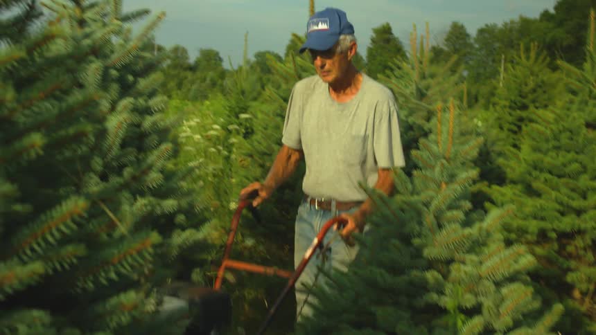 Elderly man pushing a cart through the trees on a pine tree farm