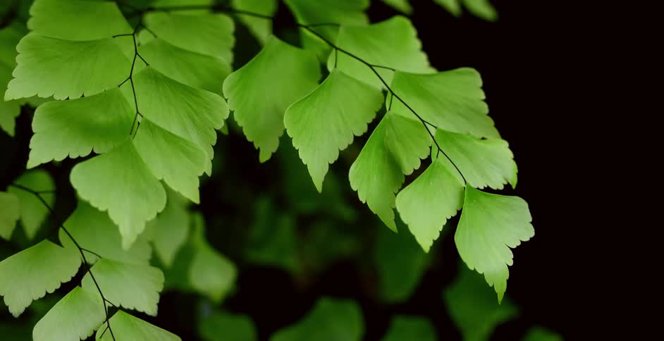 A view of a plant outdooors