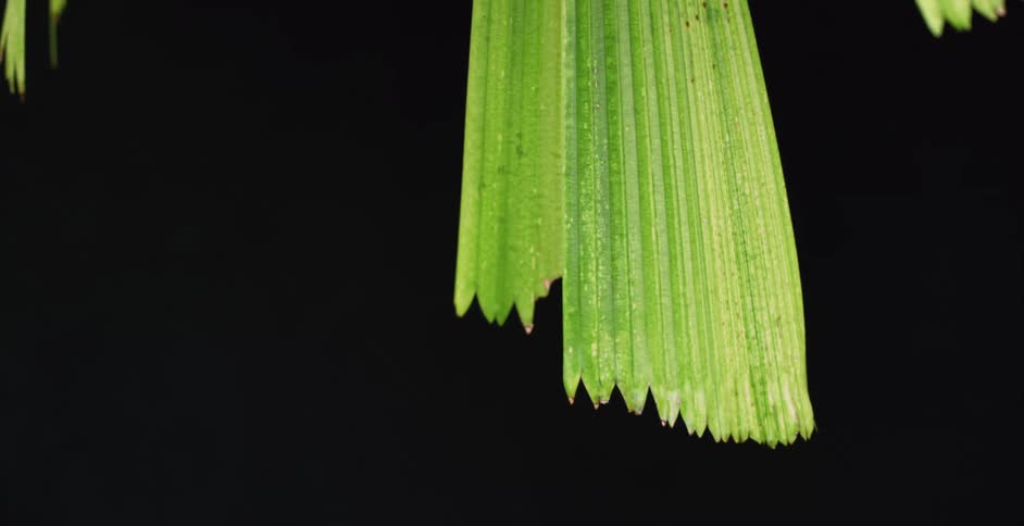 Close up of a plan leaf