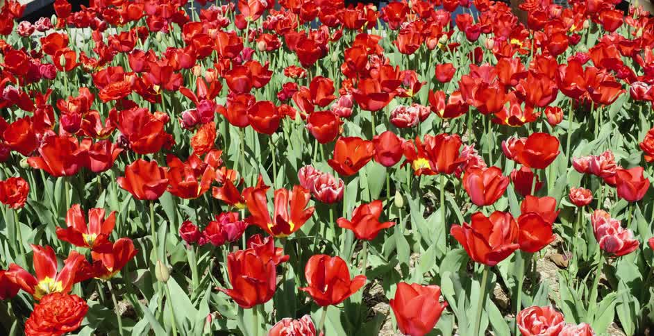 A field of red tulips swaying in the breeze