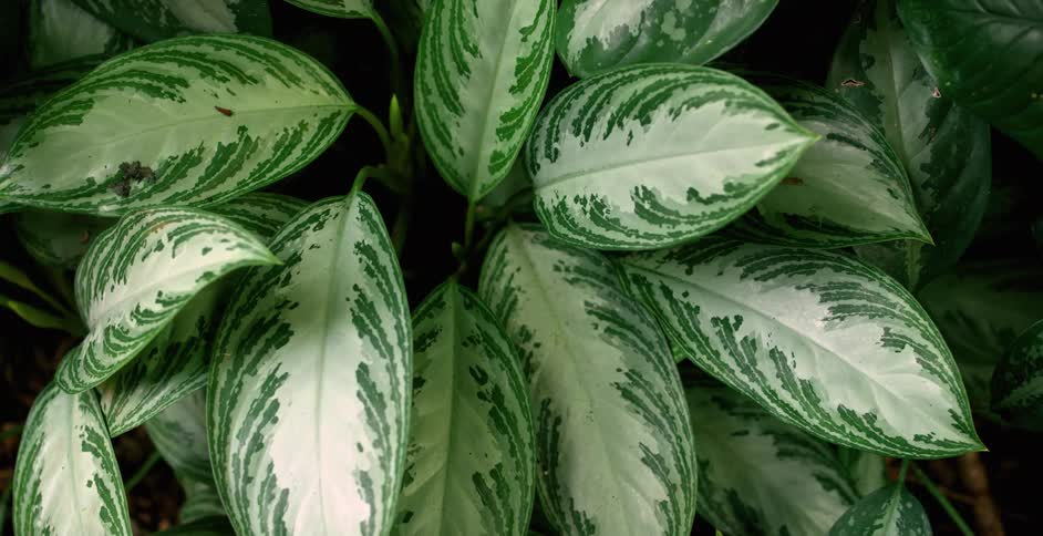 New growth sits near center of white and green leafed plant