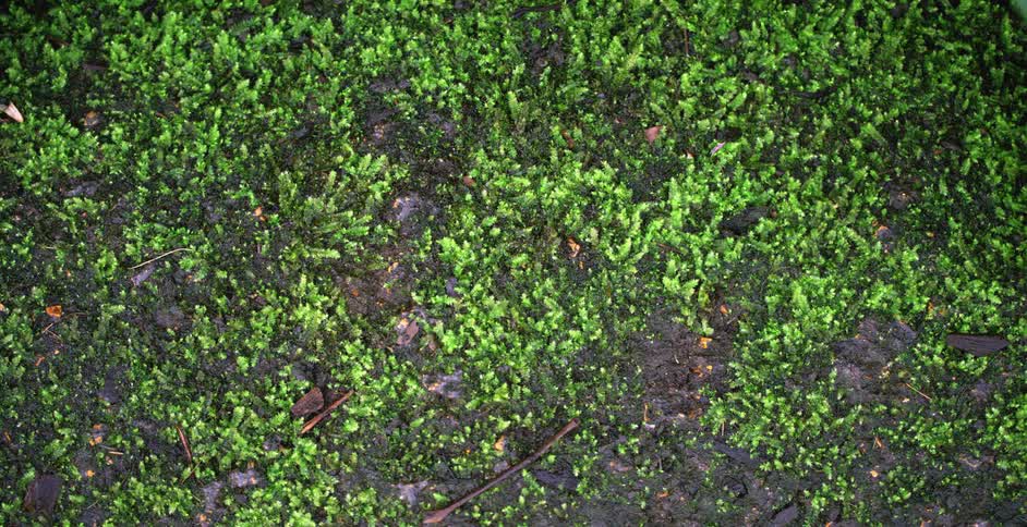 The trees below are tall and green