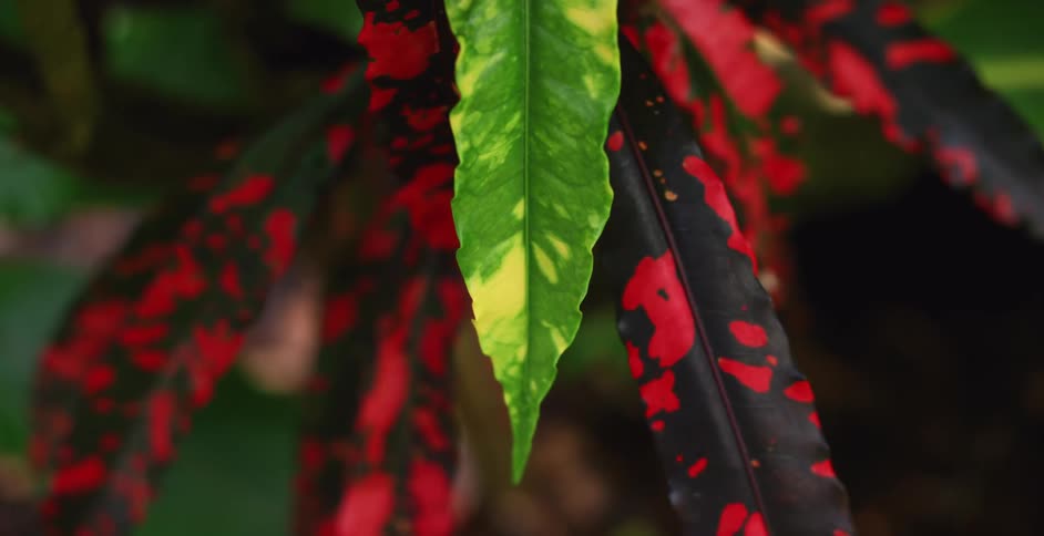 A plant with red and black leaves includes a single green leaf