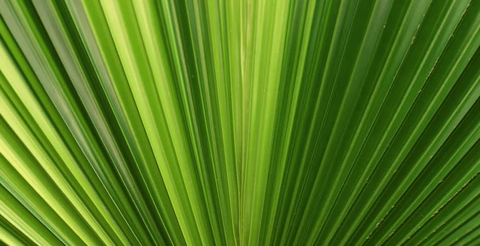A vibrantly green palm leaf gently sways side to side in the wind