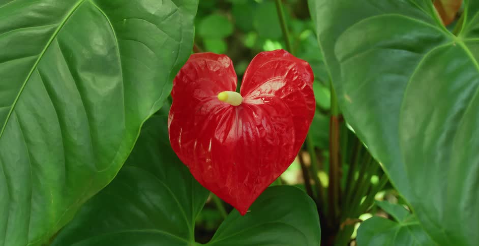 A view of a flower on a plant outdoors