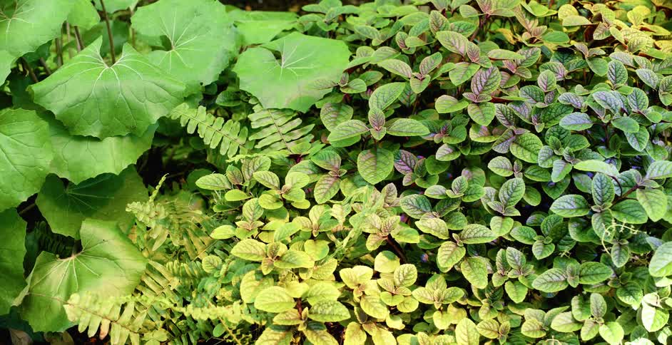 The leaves of a bush vibrate in the wind during the day