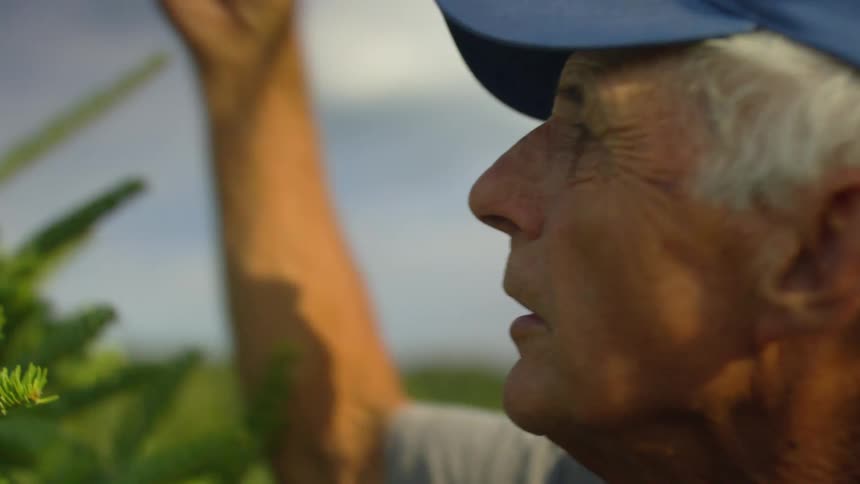 Elderly man with blue cap and grey t shirt prunes tree branches in the garden