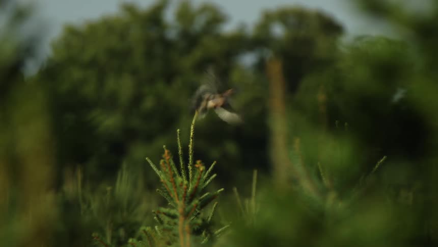 A very small bird flies off the plant