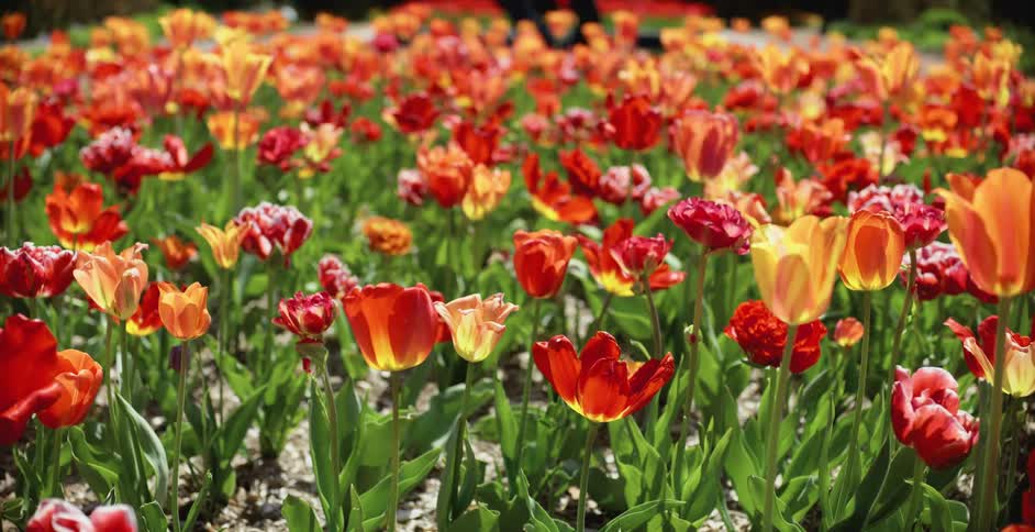 The wind is blowing the garden of tulips