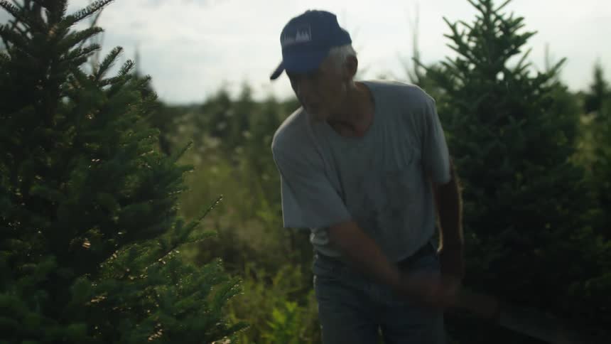 A man with a hat pruning a tree with the sky and clouds in the background