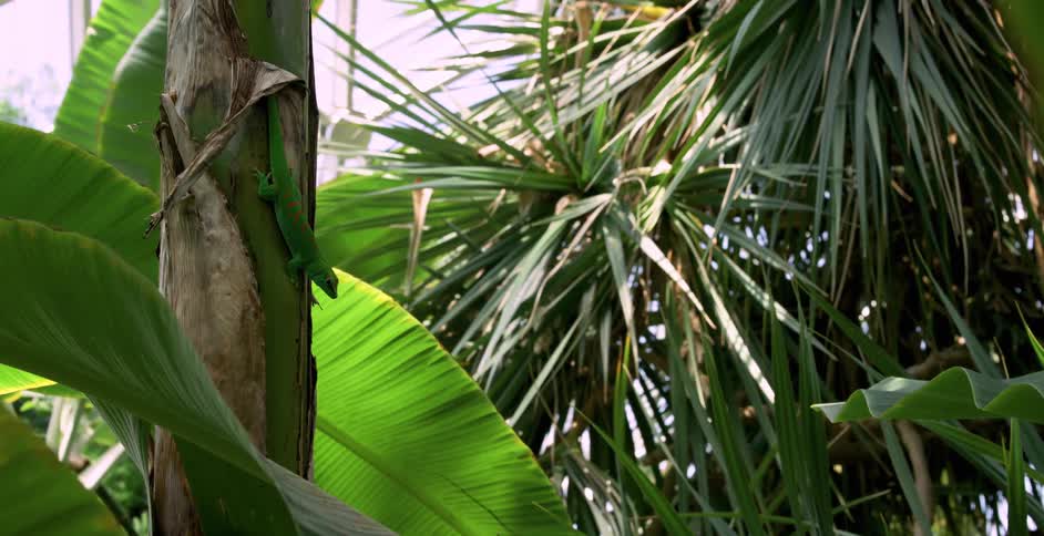 Close up of stem of a coconut tree