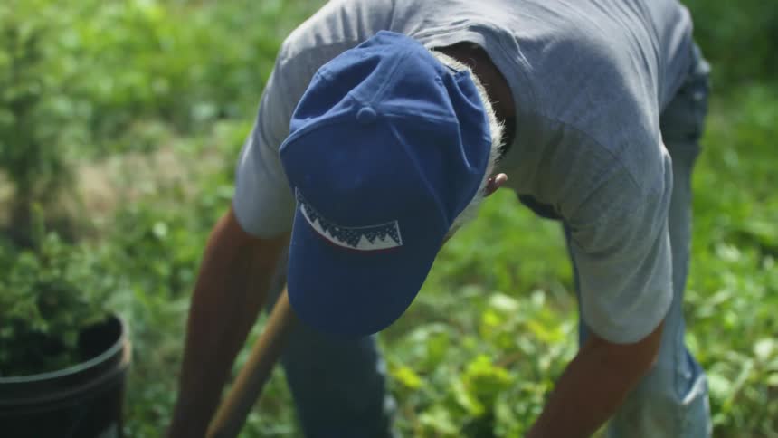A man uses a rake to move soil and plants in a garden