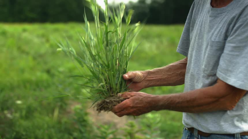 A farmer pulls a crop off along with its roots in a farmland