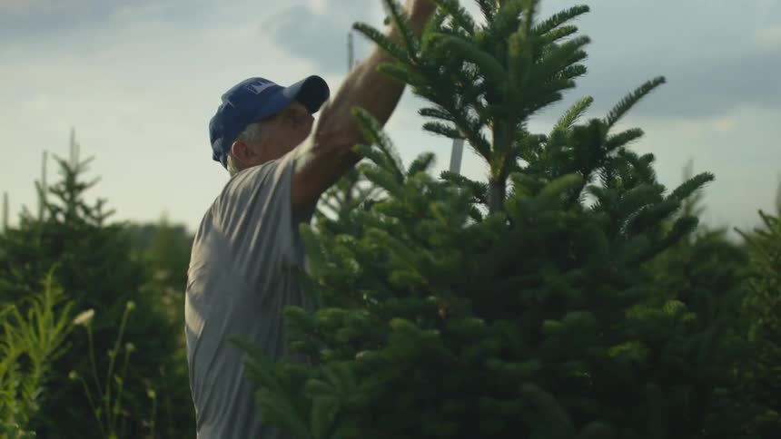 A man uses a knife and clippers to trim a tree in a tree farm during the day