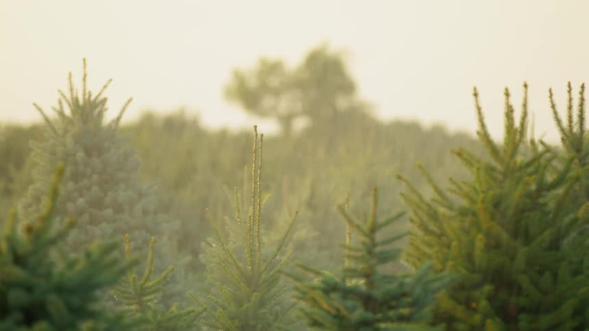 Light rain comes down faster and stronger in the forest