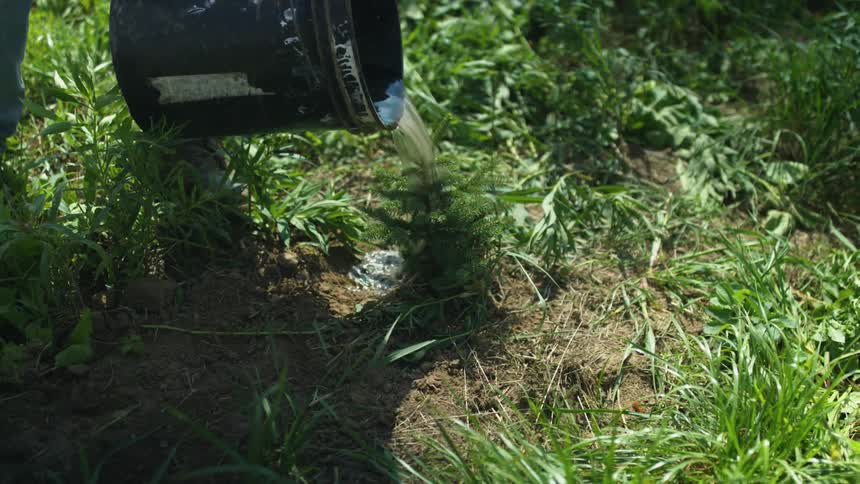 A person dumping water onto a plant