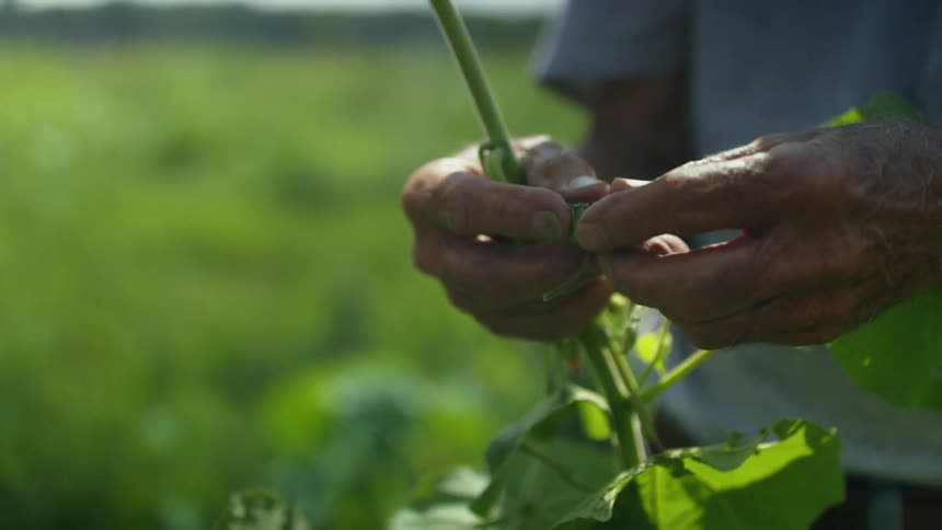 A man stands in a field while picking leaves off a plant stem