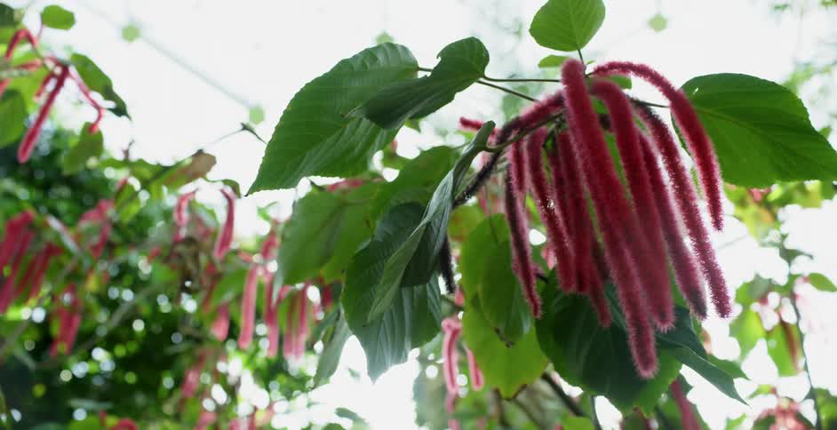 Flowering plants sway gently under distant glass ceiling