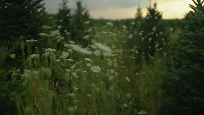 Flowers are in the grass of the forest
