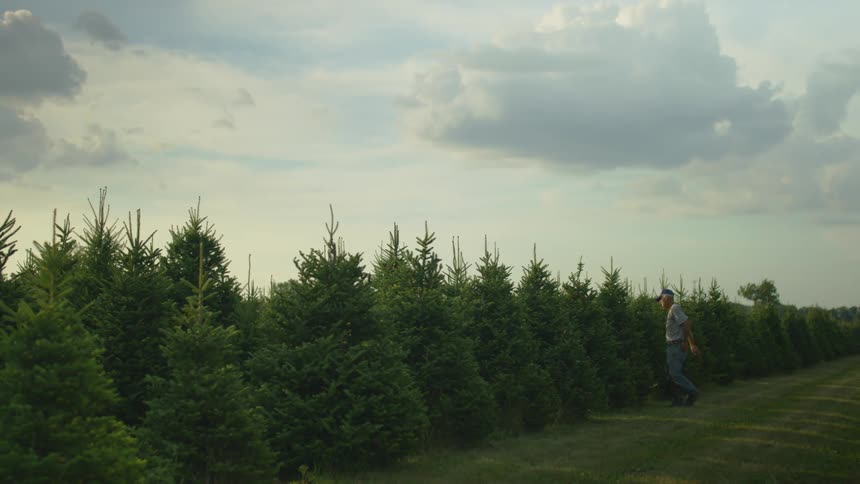 A man uses a machete to hack the sides of trees on a tree farm