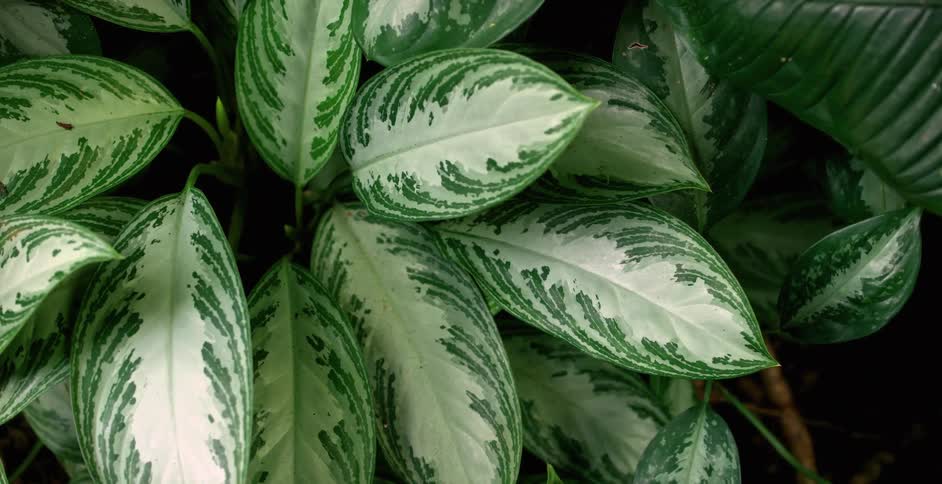 Plants with large leaves swaying in the breeze
