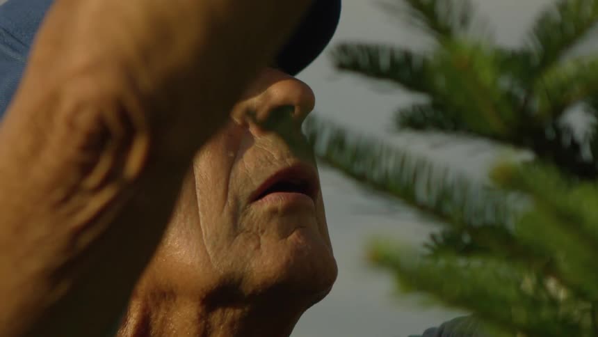 Elderly man wearing a blue hat gardening a pine tree