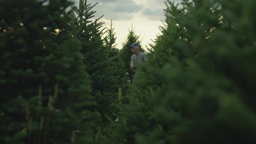 A man uses a long knife to trim the branches of trees on a tree farm in the evening