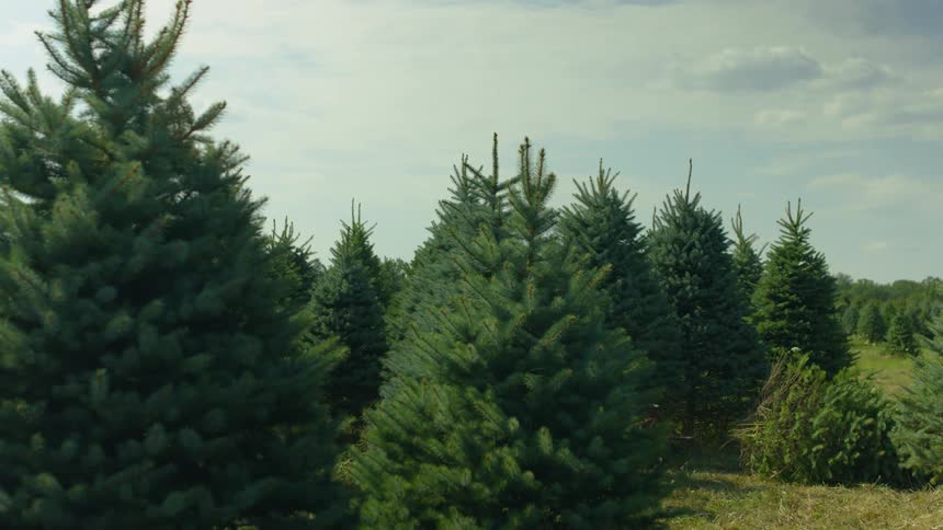 A man pushes a plow through a field of pine trees and knocks one over