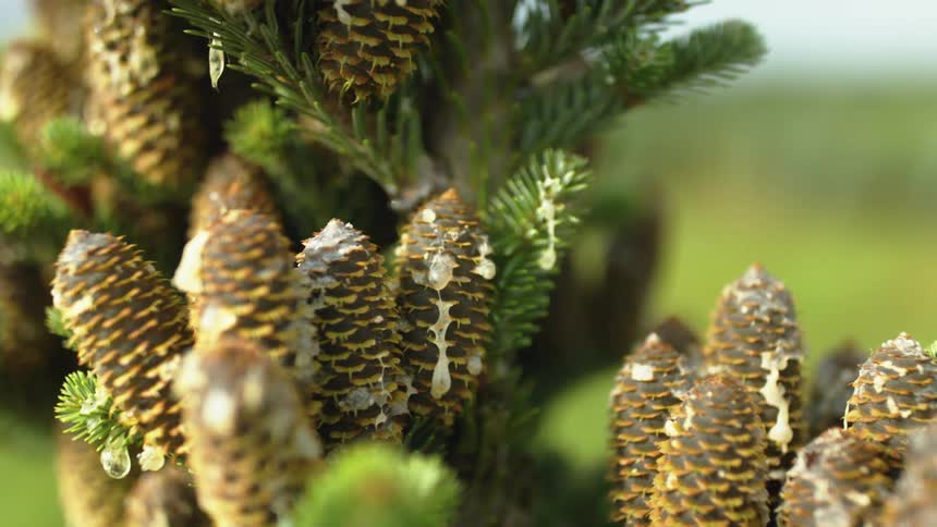 The tree is covered in cones