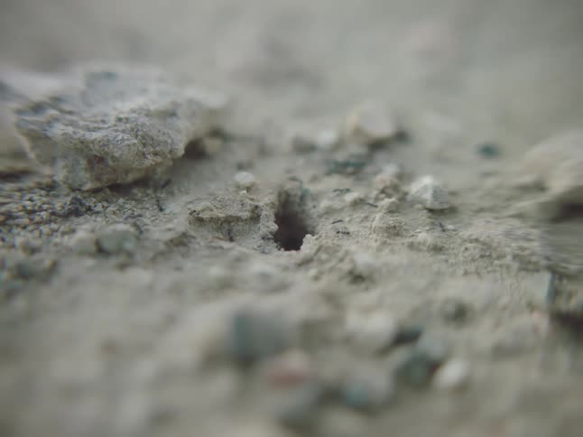 Ants crawling in and out of a hole in the ground with dirt and rocks