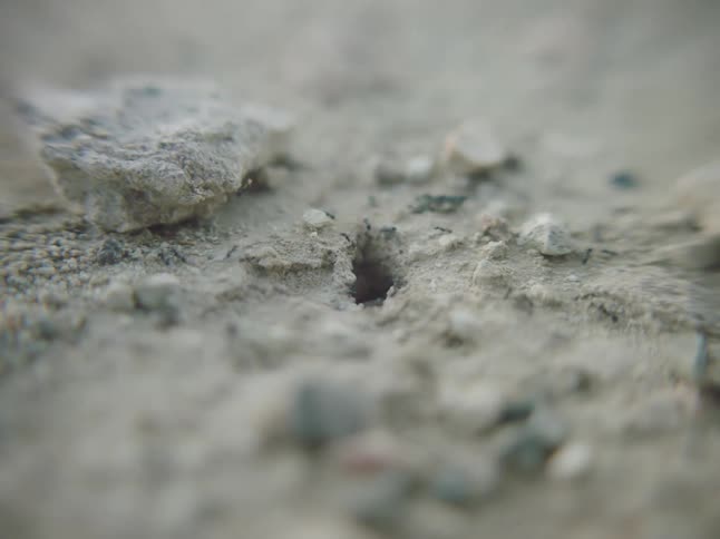The ants crawl all around the anthill